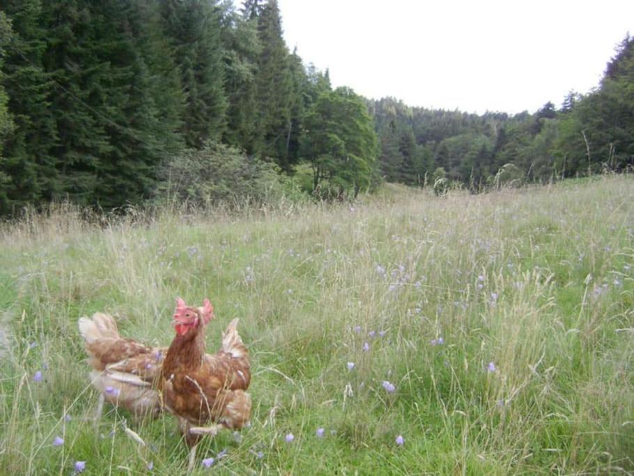 Gite Gretel De La Ferme Du Schneeberg Wangenbourg-Engenthal Zewnętrze zdjęcie