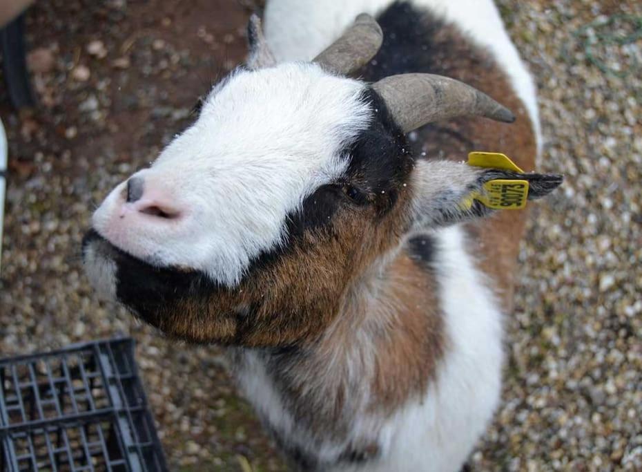 Gite Gretel De La Ferme Du Schneeberg Wangenbourg-Engenthal Zewnętrze zdjęcie