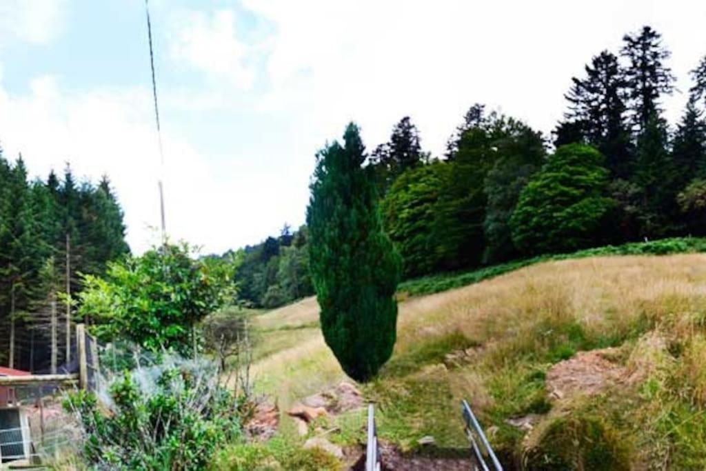 Gite Gretel De La Ferme Du Schneeberg Wangenbourg-Engenthal Zewnętrze zdjęcie