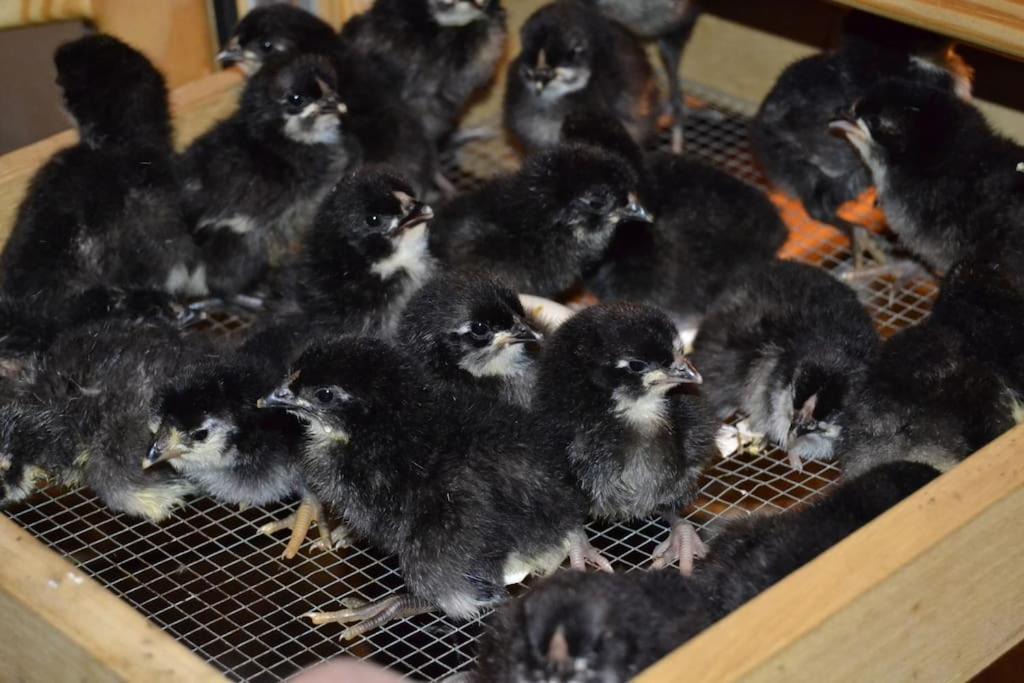 Gite Gretel De La Ferme Du Schneeberg Wangenbourg-Engenthal Zewnętrze zdjęcie