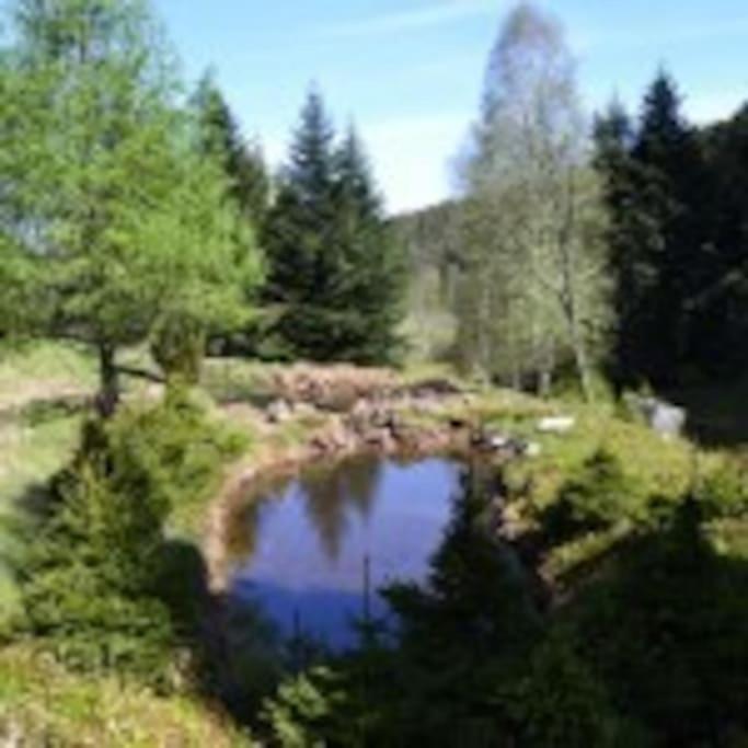 Gite Gretel De La Ferme Du Schneeberg Wangenbourg-Engenthal Zewnętrze zdjęcie