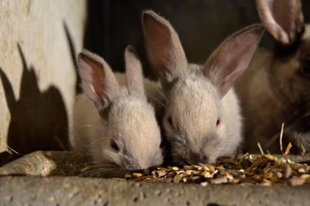 Gite Gretel De La Ferme Du Schneeberg Wangenbourg-Engenthal Zewnętrze zdjęcie